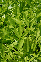 SolarPower Lime Sweet Potato Vine (Ipomoea batatas 'SolarPower Lime') at Lakeshore Garden Centres