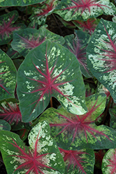 Heart to Heart Flatter Me Caladium (Caladium 'Flatter Me') at Lakeshore Garden Centres