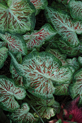 Modern Art Caladium (Caladium 'Modern Art') at Lakeshore Garden Centres