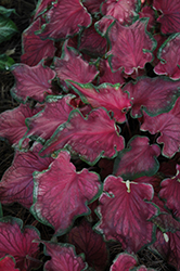 Sizzle Caladium (Caladium 'Sizzle') at Lakeshore Garden Centres