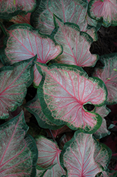 Heart to Heart Chinook Caladium (Caladium 'Chinook') at Lakeshore Garden Centres