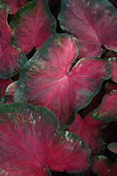 Heart's Delight Caladium (Caladium 'Heart's Delight') at Lakeshore Garden Centres
