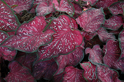 Scarlet Flame Caladium (Caladium 'Scarlet Flame') at Lakeshore Garden Centres