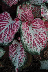 Blushing Bride Caladium (Caladium 'Blushing Bride') at Lakeshore Garden Centres