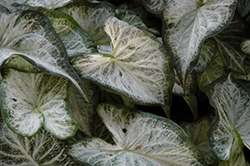 White Diamond Caladium (Caladium 'White Diamond') at Lakeshore Garden Centres