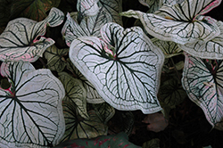 Debutante Caladium (Caladium 'Debutante') at Lakeshore Garden Centres