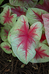 Heart to Heart Lemon Blush Caladium (Caladium 'Lemon Blush') at Lakeshore Garden Centres