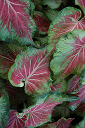 Starburst Caladium (Caladium 'Starburst') at Lakeshore Garden Centres