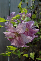 Danuta Clematis (Clematis 'Danuta') at Lakeshore Garden Centres