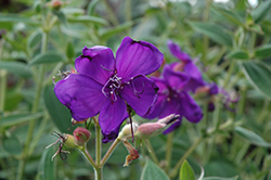 Athens Blue Princess Flower (Tibouchina urvilleana 'Athens Blue') at Lakeshore Garden Centres