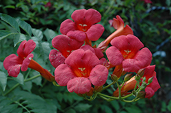 Hot Lips Trumpetvine (Campsis x tagliabuana 'Rutcam') at Lakeshore Garden Centres