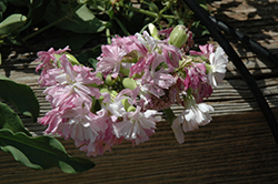 Flore Pleno Soapwort (Saponaria officinalis 'Flore Pleno') at Lakeshore Garden Centres