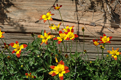 Campfire Fireburst Bidens (Bidens 'Campfire Fireburst') at Lakeshore Garden Centres