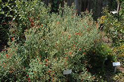 Hummingbird Plant (Dicliptera suberecta) at Lakeshore Garden Centres
