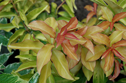 Godseffiana Barbados Gooseberry (Pereskia aculeata 'Godseffiana') at Lakeshore Garden Centres