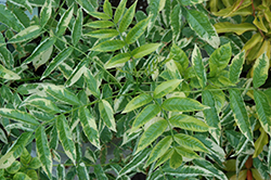 Variegated Yellow Trumpetbush (Tecoma stans 'Variegata') at Lakeshore Garden Centres