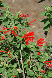 Firecracker Bush (Bouvardia ternifolia) at Lakeshore Garden Centres