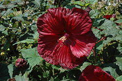 Robert Fleming Hibiscus (Hibiscus moscheutos 'Robert Fleming') at Lakeshore Garden Centres