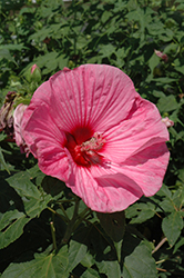 Plum Crazy Hibiscus (Hibiscus 'Plum Crazy') at Lakeshore Garden Centres