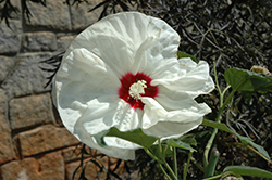 New Old Yella Hibiscus (Hibiscus moscheutos 'New Old Yella') at Lakeshore Garden Centres