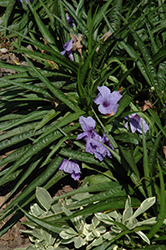 Katie Dwarf Mexican Petunia (Ruellia brittoniana 'Katie') at Lakeshore Garden Centres