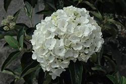Sterile Chinese Snowball Viburnum (Viburnum macrocephalum 'Sterile') at Lakeshore Garden Centres