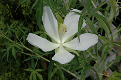 Summer Snow Rose Mallow (Hibiscus coccineus 'Summer Snow') at Lakeshore Garden Centres