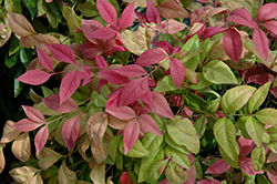 Blush Pink Nandina (Nandina domestica 'AKA') at Lakeshore Garden Centres