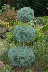 Carolina Sapphire Arizona Cypress (pom pom) (Cupressus arizonica 'Carolina Sapphire (pom pom)') at Lakeshore Garden Centres