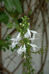 Snow Nymph Sage (Salvia coccinea 'Snow Nymph') at Lakeshore Garden Centres