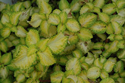 Terra Nova Electric Slide Coleus (Solenostemon scutellarioides 'Electric Slide') at Lakeshore Garden Centres