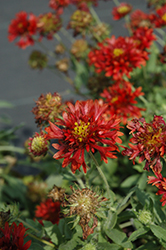 Galya Red Spark Blanket Flower (Gaillardia x grandiflora 'Galya Red Spark') at Lakeshore Garden Centres