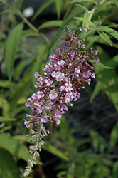 Bonnie Butterfly Bush (Buddleia davidii 'Bonnie') at Lakeshore Garden Centres