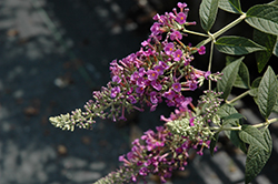 Raspberry Eyes Butterfly Bush (Buddleia 'Raspberry Eyes') at Lakeshore Garden Centres