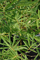Golden Goddess Bamboo (Bambusa multiplex 'Golden Goddess') at Lakeshore Garden Centres