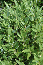 Ruscus Bamboo (Shibataea kumasaca) at Lakeshore Garden Centres