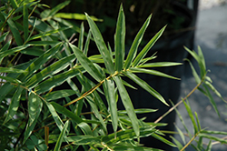 Fernleaf Bamboo (Bambusa multiplex 'Fernleaf') at Lakeshore Garden Centres