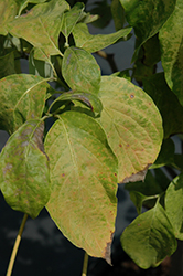 Autumn Gold Flowering Dogwood (Cornus florida 'Autumn Gold') at Lakeshore Garden Centres