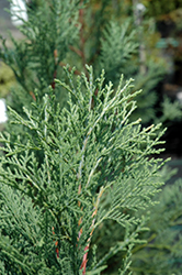 MacNab Cypress (Cupressus macnabiana) at Lakeshore Garden Centres