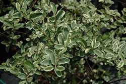 Variegated Chinese Privet (Ligustrum sinense 'Variegatum') at Lakeshore Garden Centres