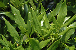 Japanese Aucuba (Aucuba japonica) at Lakeshore Garden Centres