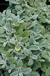 Silky Fleece Lamb's Ears (Stachys byzantina 'Silky Fleece') at Lakeshore Garden Centres