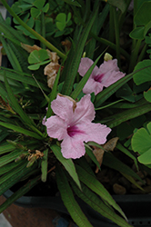 Pink Mexican Petunia (Ruellia brittoniana 'Pink') at Lakeshore Garden Centres