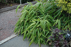 Giant Leaf Bamboo (Indocalamus tessellatus) at Lakeshore Garden Centres
