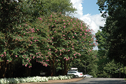 Miami Crapemyrtle (Lagerstroemia 'Miami') at Lakeshore Garden Centres