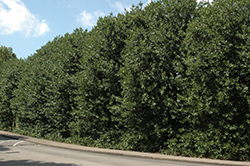 Nellie R. Stevens Holly (Ilex 'Nellie R. Stevens') at Lakeshore Garden Centres