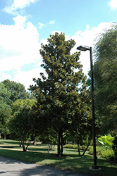 Claudia Wannamaker Southern Magnolia (Magnolia grandiflora 'Claudia Wannamaker') at Lakeshore Garden Centres