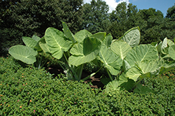 Giant Elephant Ear (Colocasia gigantea) at Lakeshore Garden Centres