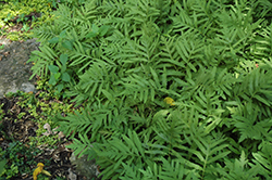 Sensitive Fern (Onoclea sensibilis) at A Very Successful Garden Center