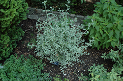 Bush Germander (Teucrium fruticans) at Lakeshore Garden Centres